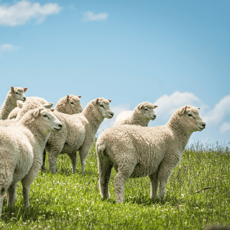 100% NZ Wool from the South Island - INNATURE